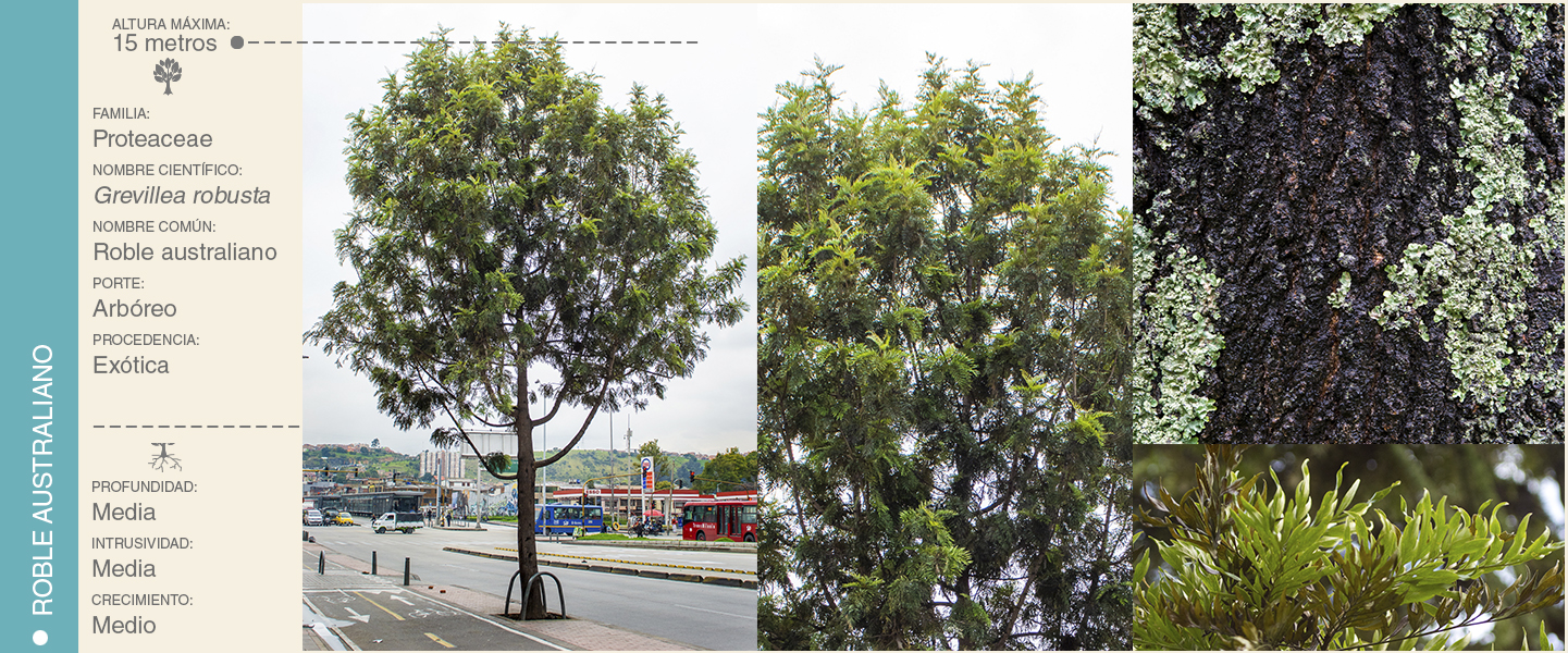 10-ROBLE AUSTRALIANO