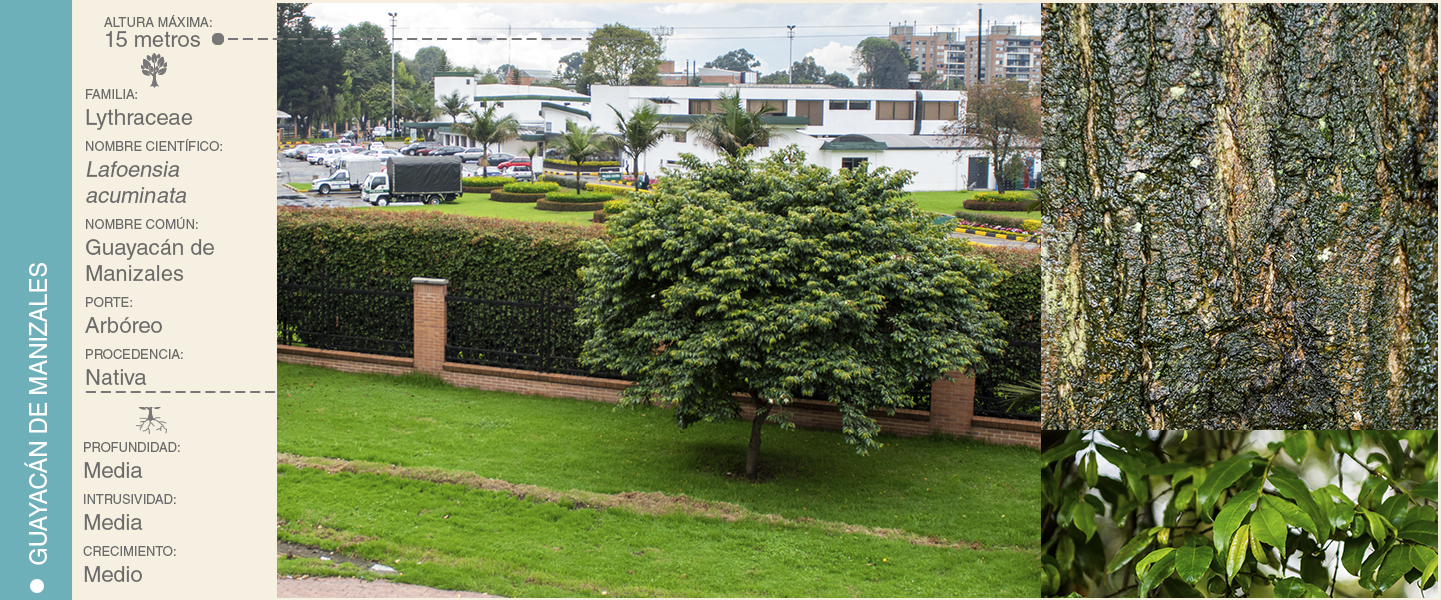 11-GUAYACANDEMANIZALES