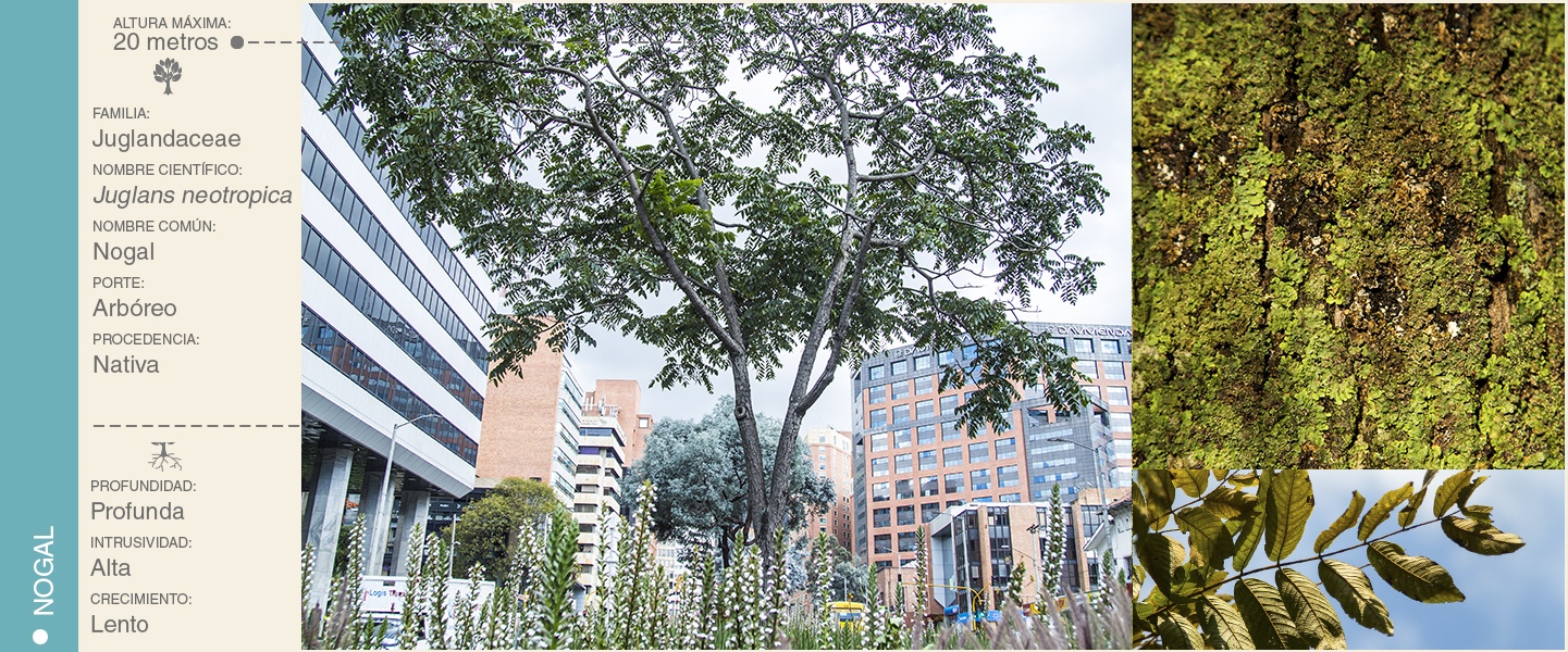 13-NOGAL