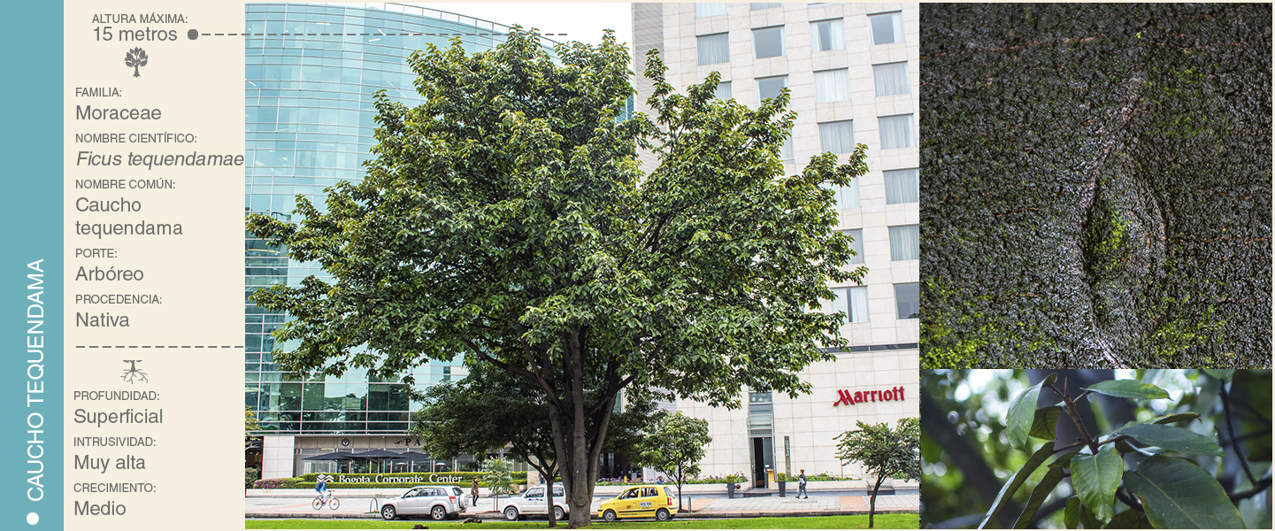 14-CAUCHO TEQUENDAMA