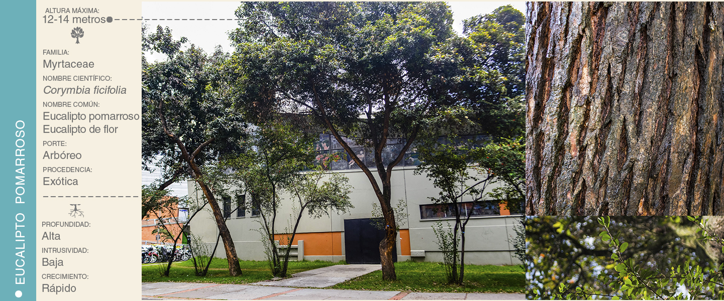 16-EUCALIPTO POMARROSO