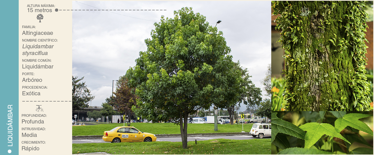 2-LIQUIDAMBAR
