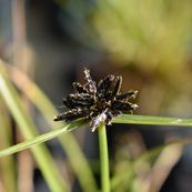 Cyperus melanostachyus
