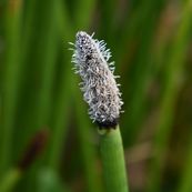 Cebolleta de pantano