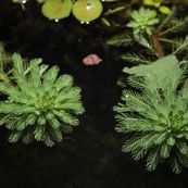 Hierba de agua