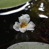 Nymphoides aquatica