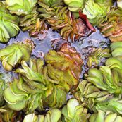 Salvinia auriculata