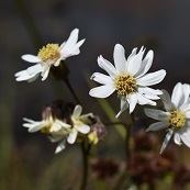 Margarita de pantano