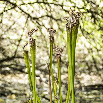 Sarracenia 