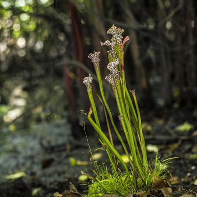 Sarracenia