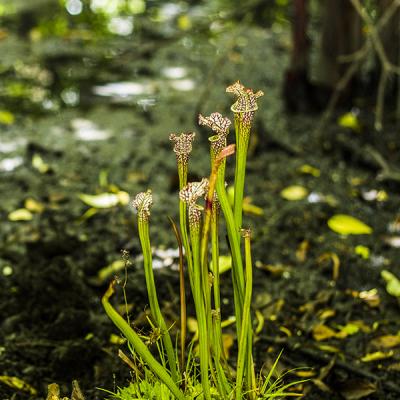Sarracenia