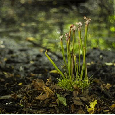 Sarracenia