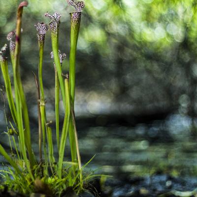 Sarracenia