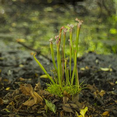 Sarracenia