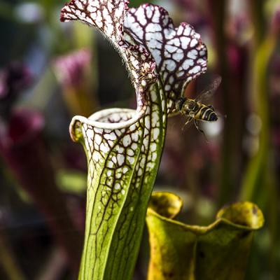 Sarracenia
