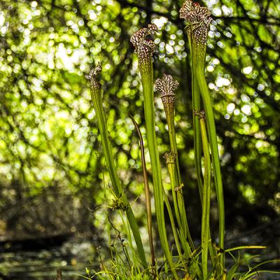 Sarracenia