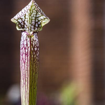 Sarracenia