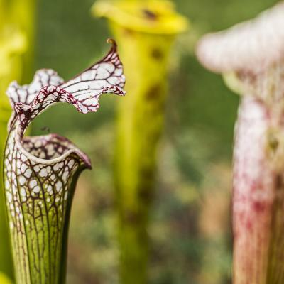 Sarracenia