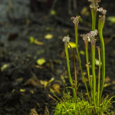 Sarracenia