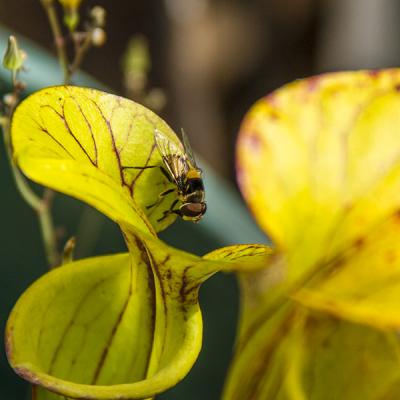 Sarracenia