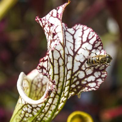 Sarracenia