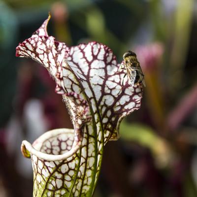 Sarracenia