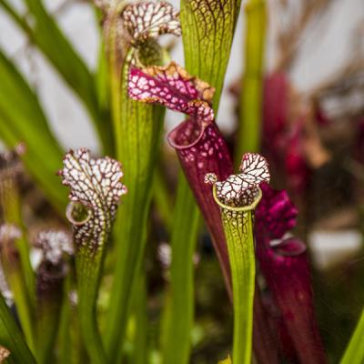 Sarracenia