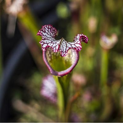 Sarracenia