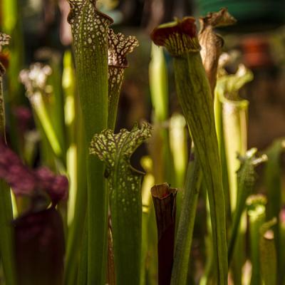 Sarracenia