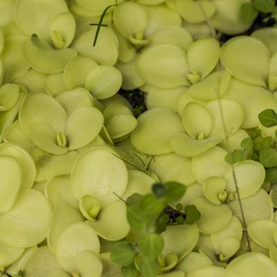 Pinguicula