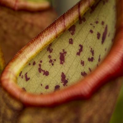 Nepenthes