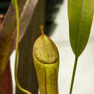 Nepenthes