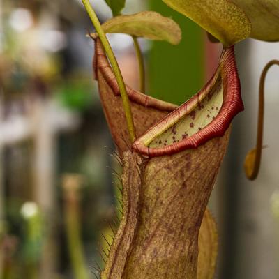 Nepenthes