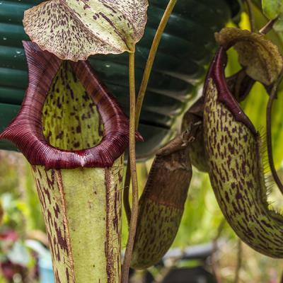 Nepenthes