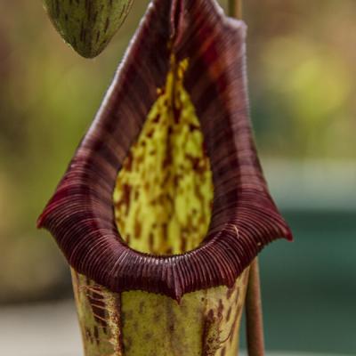 Nepenthes