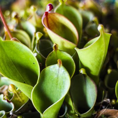 Heliamphora