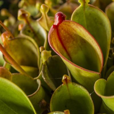 Heliamphora