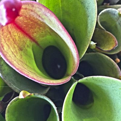 Heliamphora