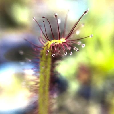 Drosera capensis