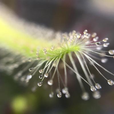 Drosera capensis