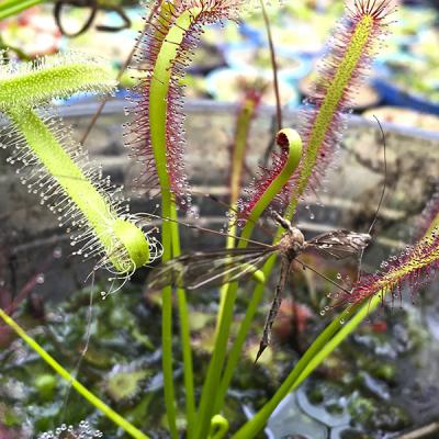 Drosera capensis
