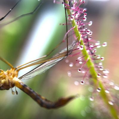 Drosera capensis