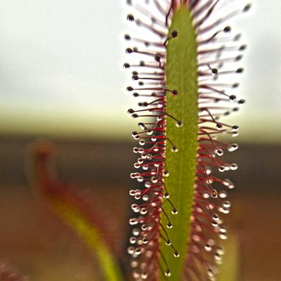 Drosera capensis