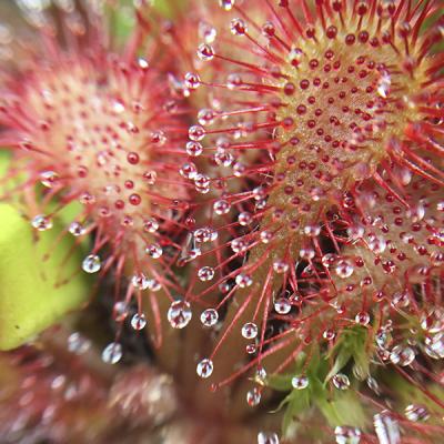 Drosera capensis