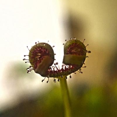 Drosera capensis