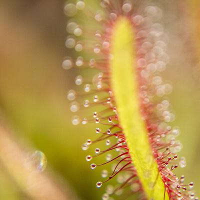 Drosera capensis