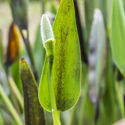 Pontederia cordata