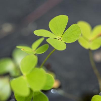 Trébol de agua