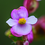 Begonia de pantano